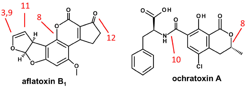 Chemical transformations of aflatoxin B1 and ochratoxin A